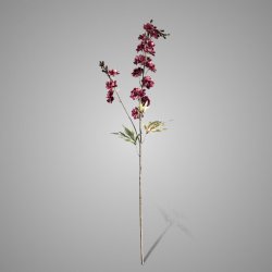 Delphinium Burgundy 90 cm