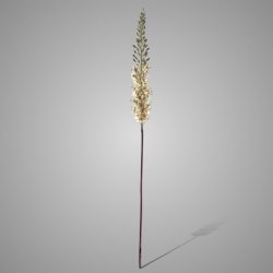 Eremurus Off White 110 cm