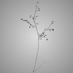 Wild Rose Bud Black