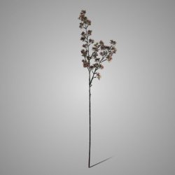 Potentilla Pink 102 cm
