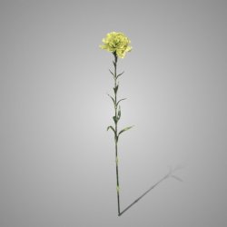 Dianthus Light green 63 cm