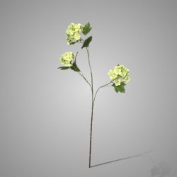 Wild Hydrangea Light Green 80 cm