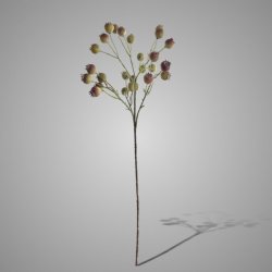 Sorbus Buds 75 cm