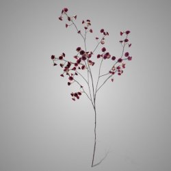 Cornus Carved Grande Red  135 cm