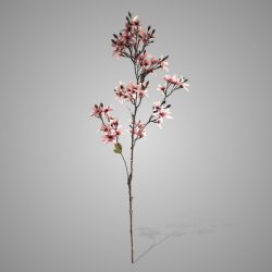 Forsythia Grande Ant. Pink 100 cm