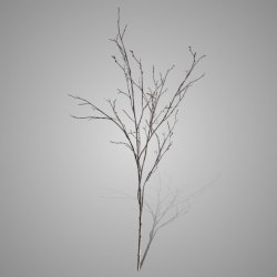 Beech Twig Natural L 100 cm
