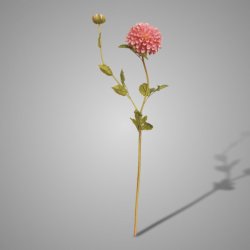 Dahlia Fading Purple 80 cm