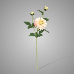 Dahlia Pink 60 cm