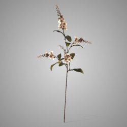 Physostegia Salmon 100 cm