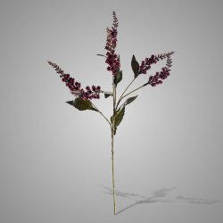 Pieris Red 50 cm