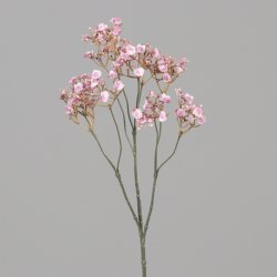 Gypsophila pink