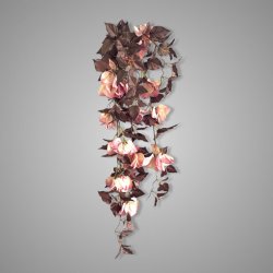 Bouganvillea Brown Ant. Pink 100 cm