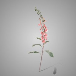 Digitalis Grande Pink 110 cm