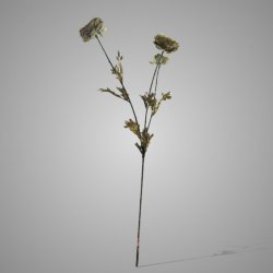 Ranunculus Grande Green 90 cm