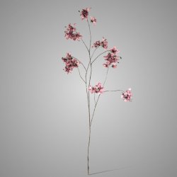 Prunus Grande Luxury Aubergine 120 cm