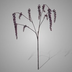 Phytolacca Aubergine 92 cm