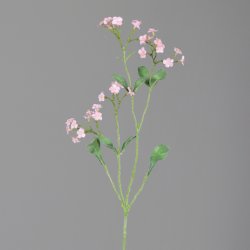 Forget-me-not, 75 cm, rosee