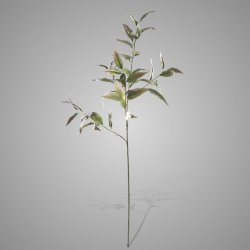 Eucalyptus with Baby Buds 100 cm
