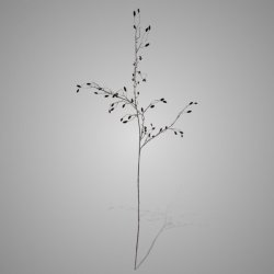 Wild Rose Bud Dark Red 145 cm