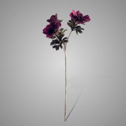 Anemone Aubergine 56 cm