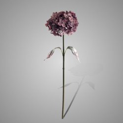 Hydrangea Ant. Pink 80 cm