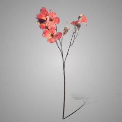 Cornus Kousa Ant. Pink 75 cm