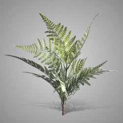 Bush Fern Classic Grey Green 50 cm