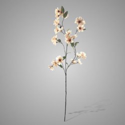Cornus Grande De Luxe Off White 100 cm