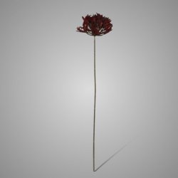 Allium Luxury Red Velvet 75 cm