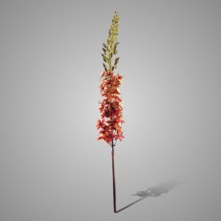 Eremurus Orange 110 cm