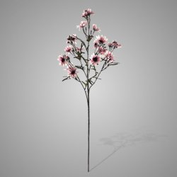 Chrysanthemum Ant. Pink 90 cm