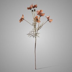 Cornus Kousa Ant. Brown 67 cm