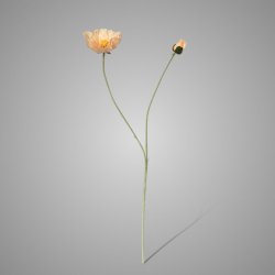 Poppy Light Pink 107 cm