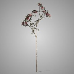 Sedum Wild with Berry Ant. Pink 55 cm