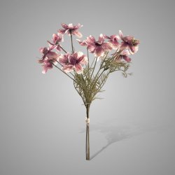 Cosmos Ant. Pink bundle/3 50 cm