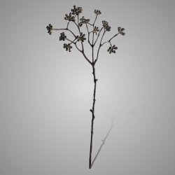 Enkianthus Buds Grande Grey Green 65 cm