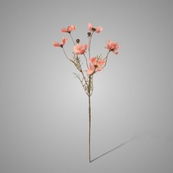 Cornus Kousa Ant. Pink 67 cm