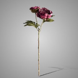 Peony Double Dark Purple 60 cm