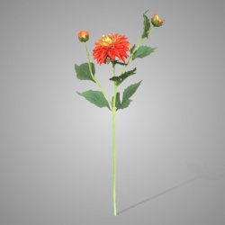 Dahlia Orange 60 cm