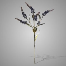 Pieris Blue 50 cm