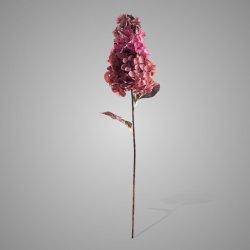 Hydrangea Paniculata Ant. Pink