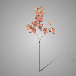 Lathyrus Spring Pink 73 cm