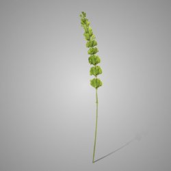 Bell of Ireland Light Green 98 cm