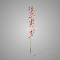 Deutzia spray beauty 100cm