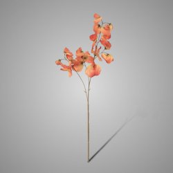 Lathyrus Mauve 73 cm