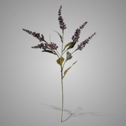 Pieris Purple 50 cm