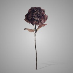 Hydrangea Autumn Aubergine 65 cm