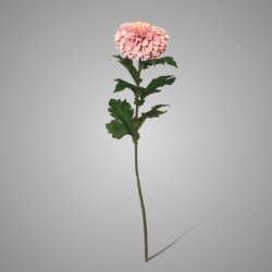 Chrysanthemum Spring Pink 75 cm