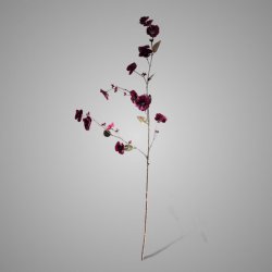 Hibiscus Grande Aubergine 100 cm