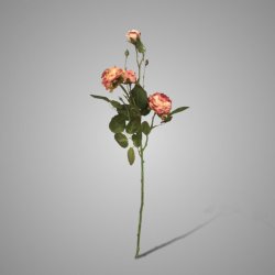 Wild Roses Ant. Pink 67 cm